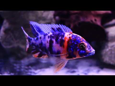 New OB Peacock...Breeder and Keeper? ;) OB Peacock Hybrid African Cichlids.  Man-Made