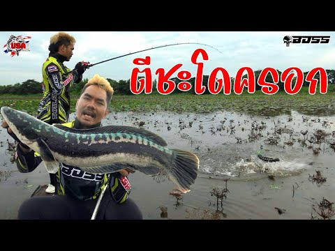 ตกปลาชะโดแม่ครอก ดุๆ หมายบัวกับเหยื่อไทก้า