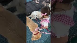 Listen in to our 2 Year old Walking our Golden Retriever!