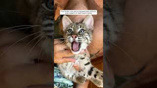 This family rescued a trapped baby bobcat and raised it in their warm home #animalshorts