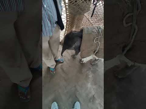 जंगली हाथियों ने अपना बच्चा छोड़ दिया जंगल में । Elephant Calf Disowned by Elephant Herd । Baby