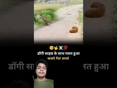 বাঘ এবং কুকুরের মধ্যে লড়াই। #facts #motivation