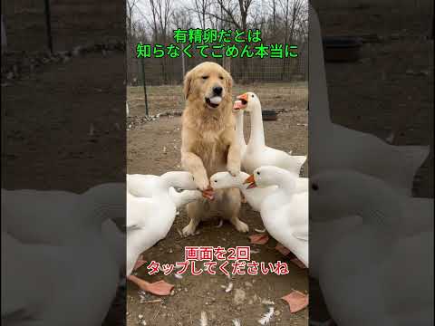 分かった降ろすから