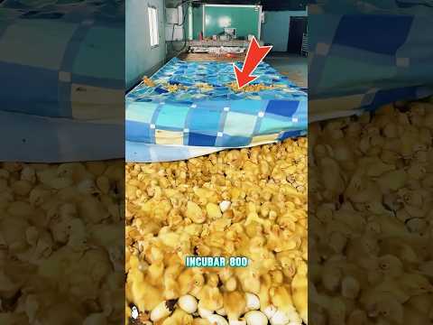 ¿800 patitos nacidos en 28 días?#explore #farming #knowledge #amazing