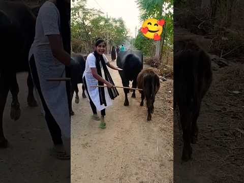 धीरे धीरे नाच नाच शोर्ट वायरल फनी कॉमेडी वीडियो