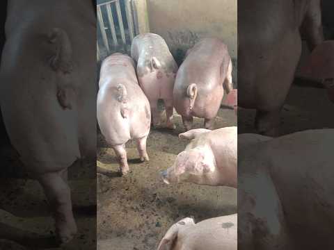 Ngày 27/10: tiếp tục ổn định cả 3 miền MB:52-55,MT:50-53,MN:52-54, CPMB:55, CPMN:57,5