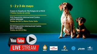 XLII Exposición Internacional Canina LATIN WINNER Trofeo SM Reina Dña Sofía. Valladolid2026 (2 mayo)