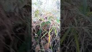 sistema bruto com americano pajé murcego e martelo