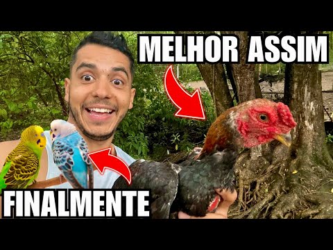 Muita chuva | Atualizando filhote de periquito e Agaporne | Manejo de frangos | Aves Recriar