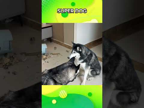 SUPER DOG #funny #dog #funnyvideo