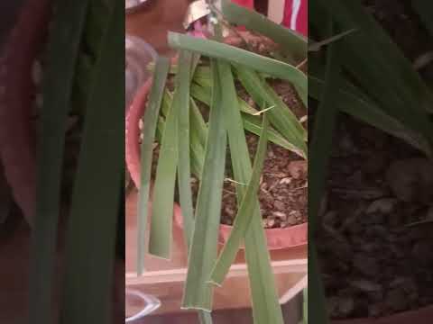 तेरी ज्योत जले🪔, तेरा भोग लगे🍛🙏👍 ||#navratri #maa #durga #song #music #trending #shortsfeed #shorts