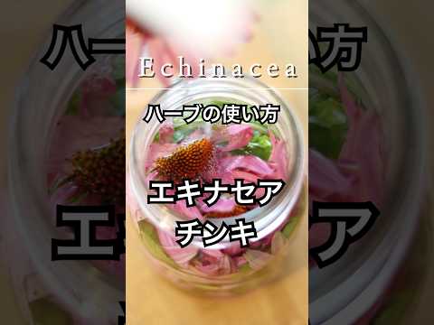 【ハーブの楽しみ】エキナセアチンキの作り方#shorts