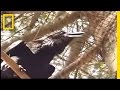 Intelligence of Crows and Ravens
