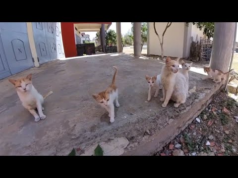 Alexander & Princess - parent cats who will take care of their stray kittens.