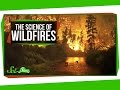 Understanding Wildfires and Their Impact