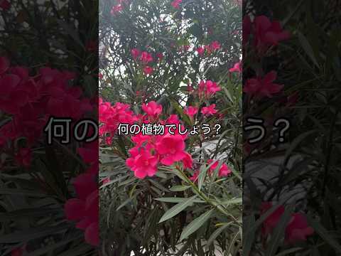 今日見つけた植物 vo.2 #夏の花 #植物 #美しい花