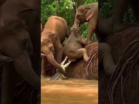 God Helps Those Who Never Surrender