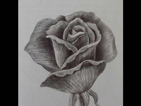 Come Disegnare Una Rosa A Matita Non Solo Cultura