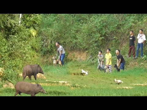 Mendadak muncul di sawah || berburu di lawang Mandailing dan kubang meja