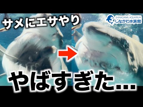 シロワニに給餌してみた＠しながわ水族館