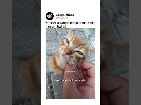Kendini sevdiren minik kedi 🥰