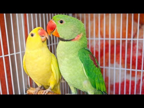 Alexander 🆚 Yellow Ringneck 😍 | Cute Parrot Love Moment Inside Cage!