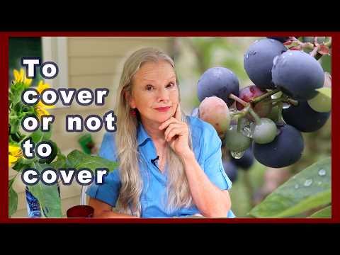 How & Why to COVER BLUEBERRIES (what's right for YOU #tips)