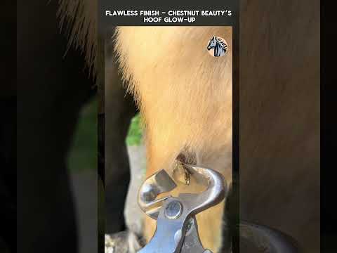 Flawless Finish – Chestnut Beauty’s Hoof Glow Up #horse #horsecare #satisfying #animals #chestnut