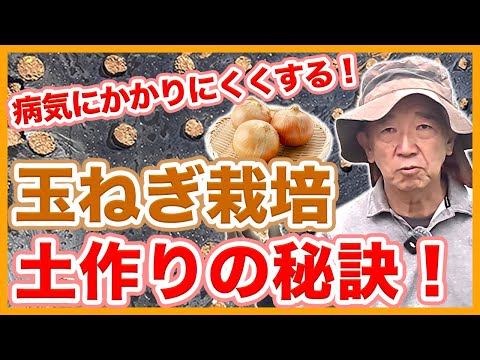 家庭菜園や農園の玉ねぎ栽培の土作りの秘訣!病気にかかりにくい土壌と玉ねぎの育て方!【農家直伝】