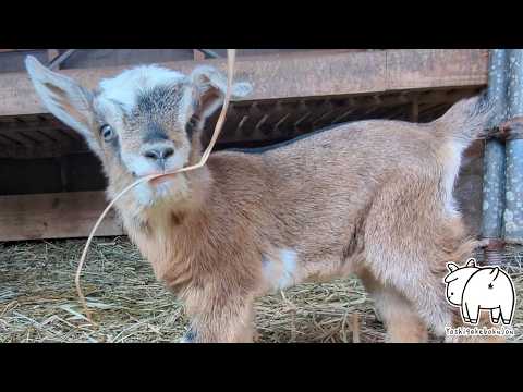 朝のモーニングドリンクはヤギミルクで決まり！ヤギですから 2026年3月9日　#goat