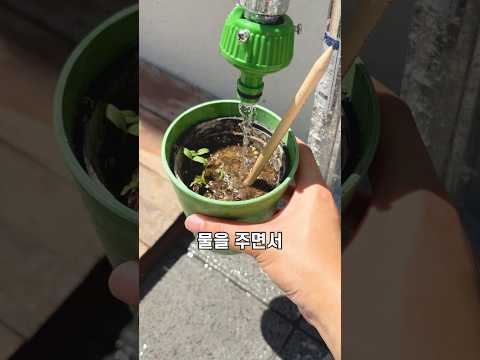 화분에 연필을 꽂았더니 생긴 놀라운 일!? ✏