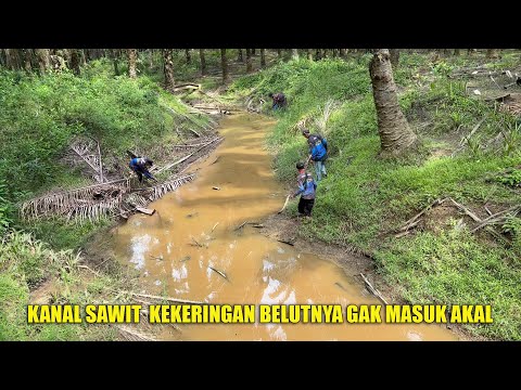 BERBURU BELUT DI KANAL KEBUN SAWIT YANG KEKERINGAN