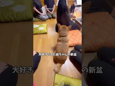 『じぃじ、ありがとう…』背中が語る柴犬の想い　#柴犬　#犬　#可愛い犬　#柴犬のいる暮らし #犬のいる暮らし