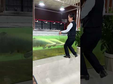 Beautiful girl feeding fish moment#Arapaima #PredatorFish #LureFishing