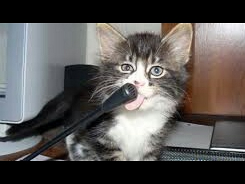 Try to Watch This Without Laughing - Hilarious CAT Fails