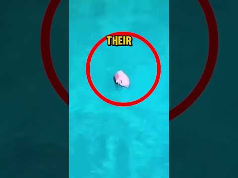 😱 Horse FALLS into the SEA—But What He Does Next Is INCREDIBLE!
