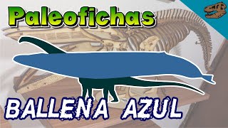 Paleoficha: Ballena azul