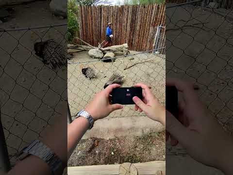 Capturing California's living desert through Ray-Ban Meta smart glasses 👓🦖🐪🐢 #raybanmeta #rayban