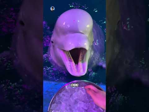 Why Dolphins 🐬 Eat Ice 🧊