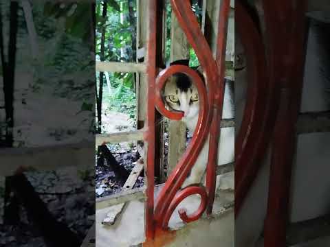 #ভাইরাল_ভিডিও #বিড়াল