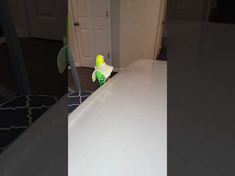 I steal cheese ๐ง ๐ #shorts #funny #trend #video #new #sound