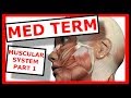 Mastering Muscular System Terminology