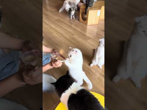 CAFE MÈO 70K ít ai review nè Gò Vấp ơii #cafemeo #hyhymilktea #kyn99er #cafethucung