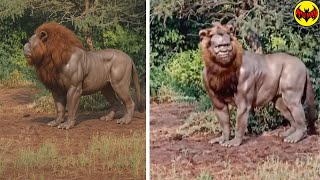 Todos pensaban que era solo un león… hasta que alguien empezó a filmar