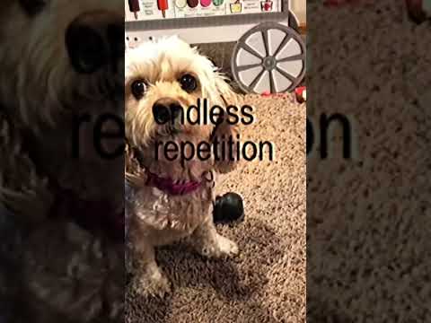 She already grew wings #horse #equestrianjourney #horseenthusiast #stopanimalabuse #equestrian #dogs