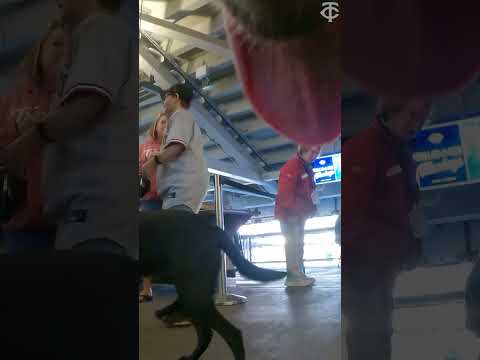 POV you are a good boy walking into the ballpark on Bark at the Park night video clip
