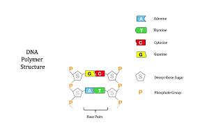 The Chemistry of Life - DNA