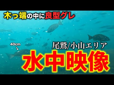 【グレ釣り水中映像】木っ端グレしか釣れない時に見る水中映像