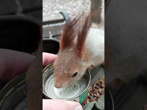 И орешек на дорожку / And a nut to boot