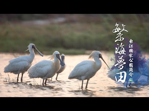 《繁海夢田：台江國家公園》黑面琵鷺 篇（Black-faced Spoonbill） - YouTube(1分07秒)